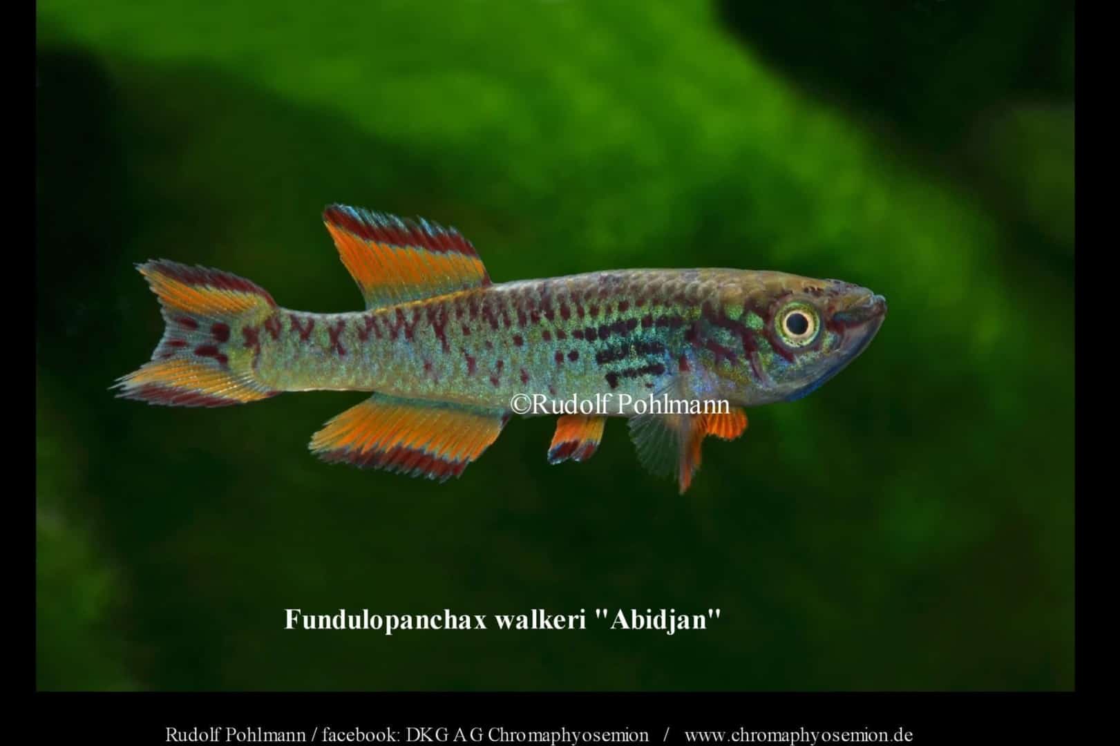 Walkers Prachtkärpfling