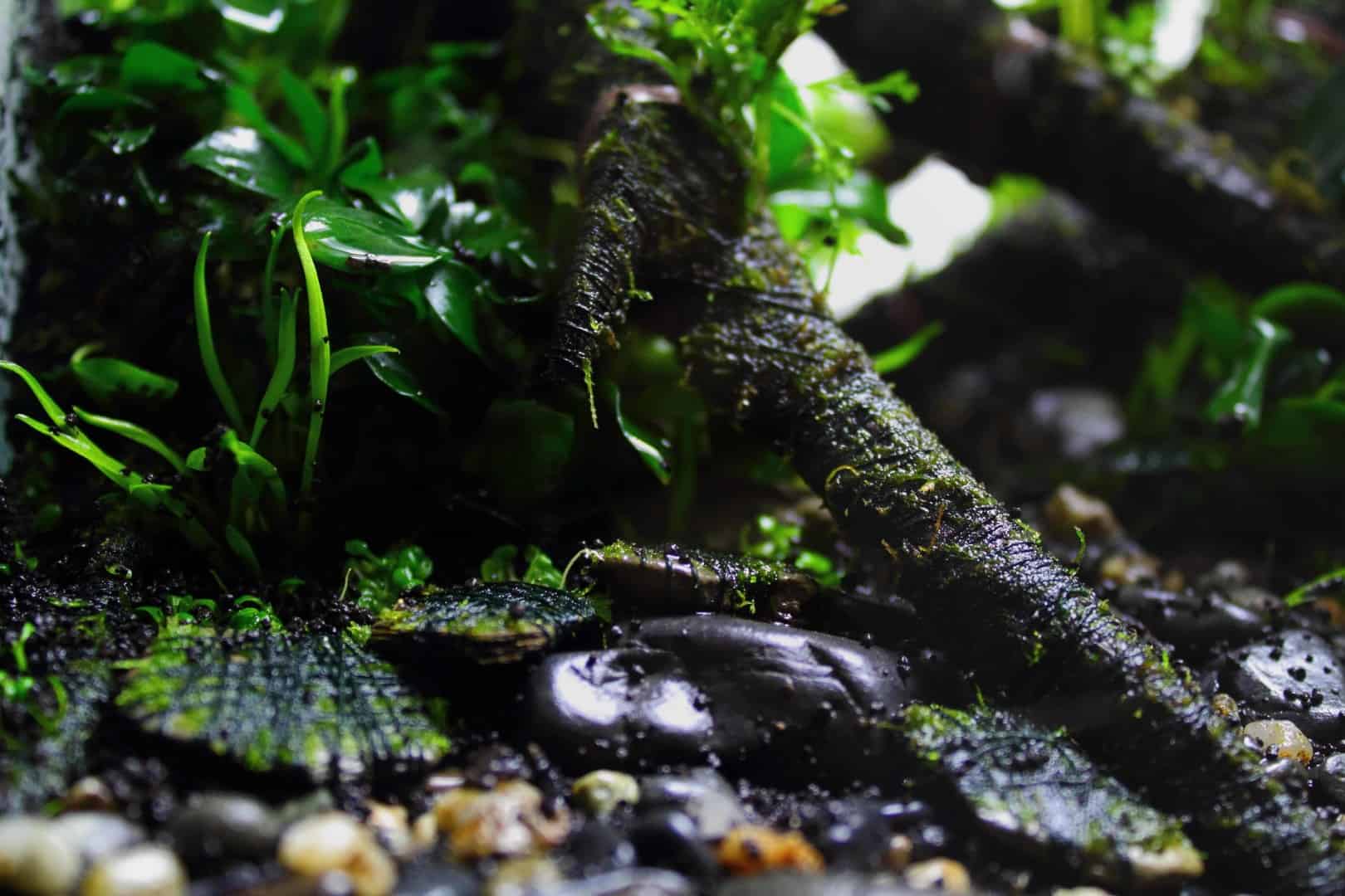 Aquascaping Tipp: Moss Cotton