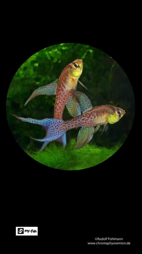 mobile Hintergrund Terranatos dolichopterus
