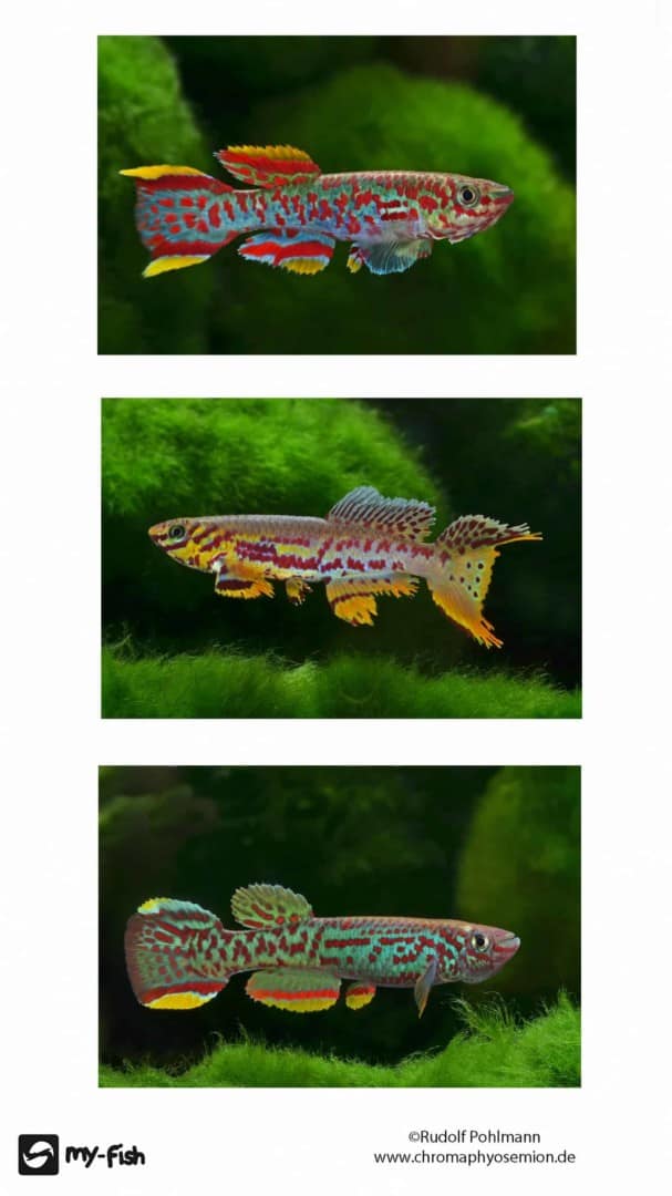 mobile Hintergrund gardneri fallax scheeli