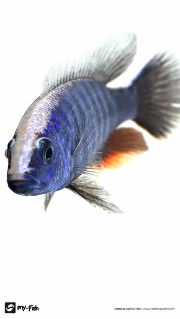 mobile fryeri