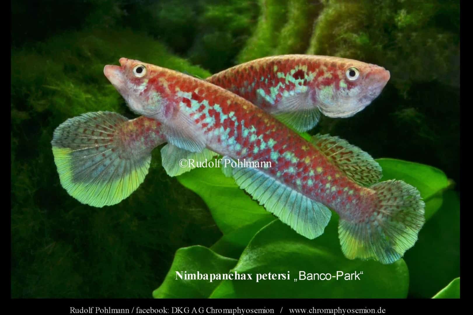 Nimbapanchax petersi