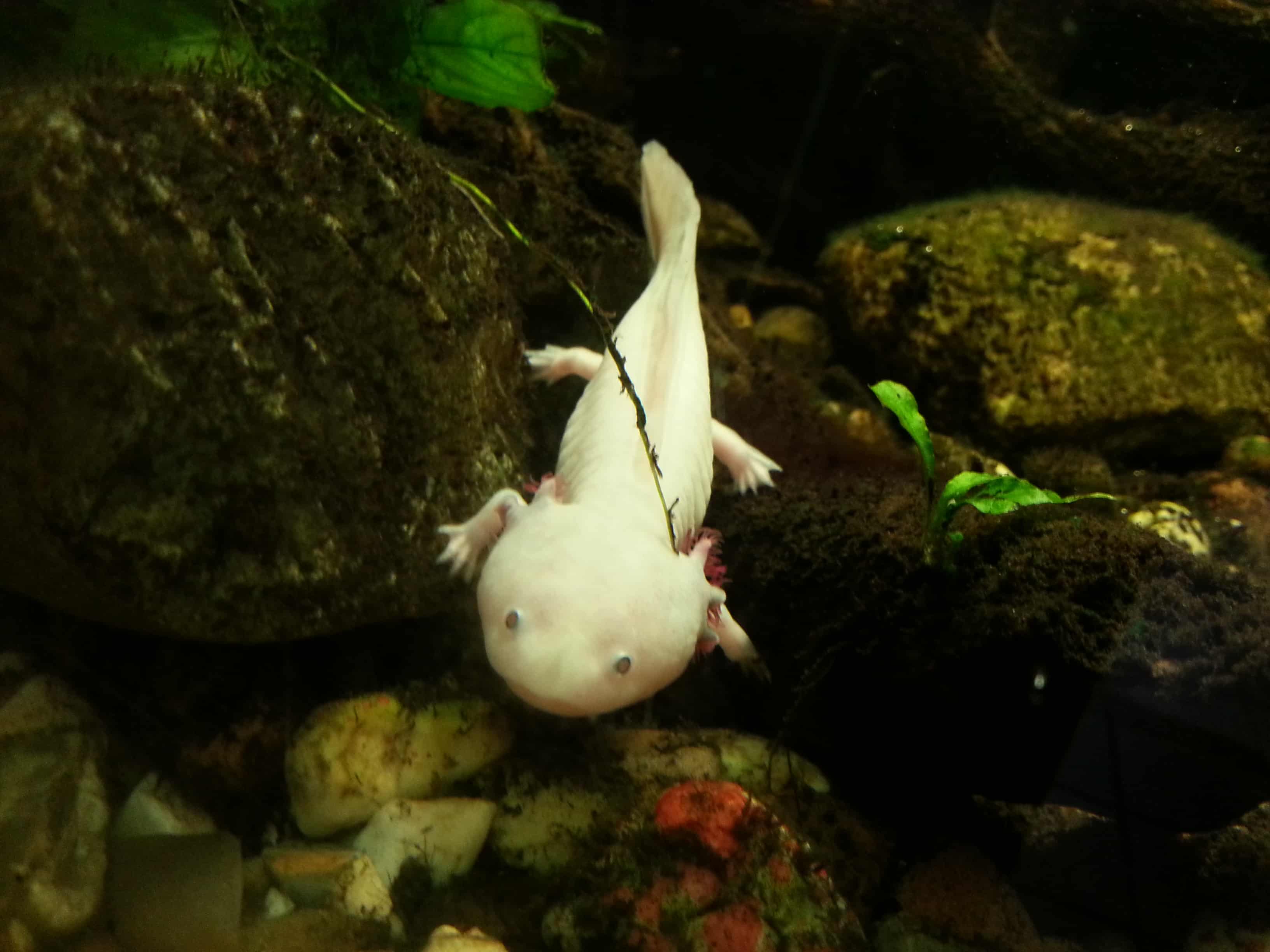 Axolotl - Faszinierende Heimtiere, die in der Natur fast ausgestorben sind