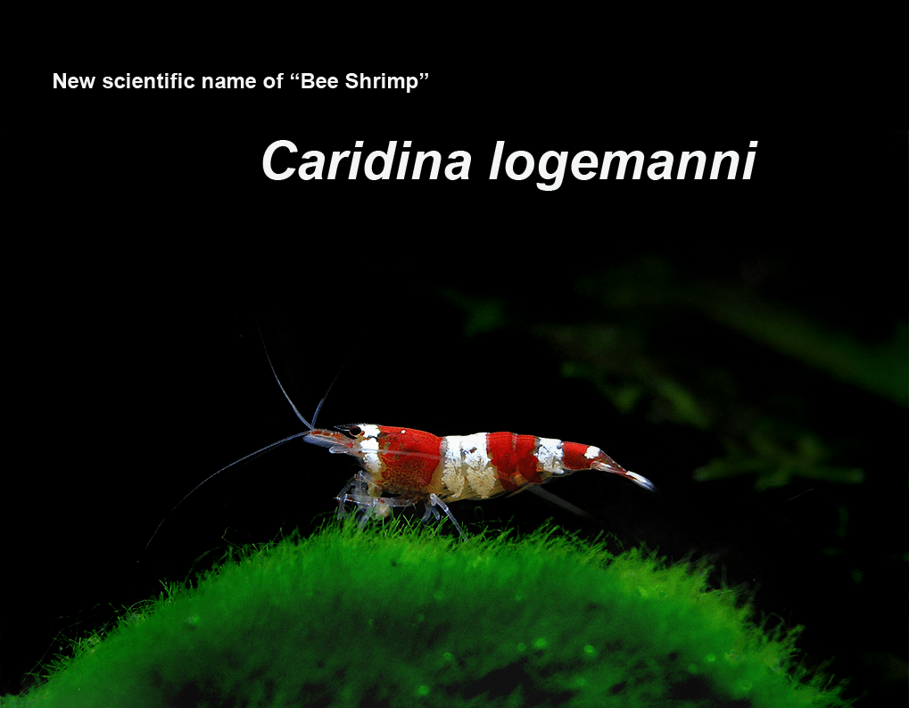 "Caridina logemanni" - Neuer Name für die Bienengarnelen