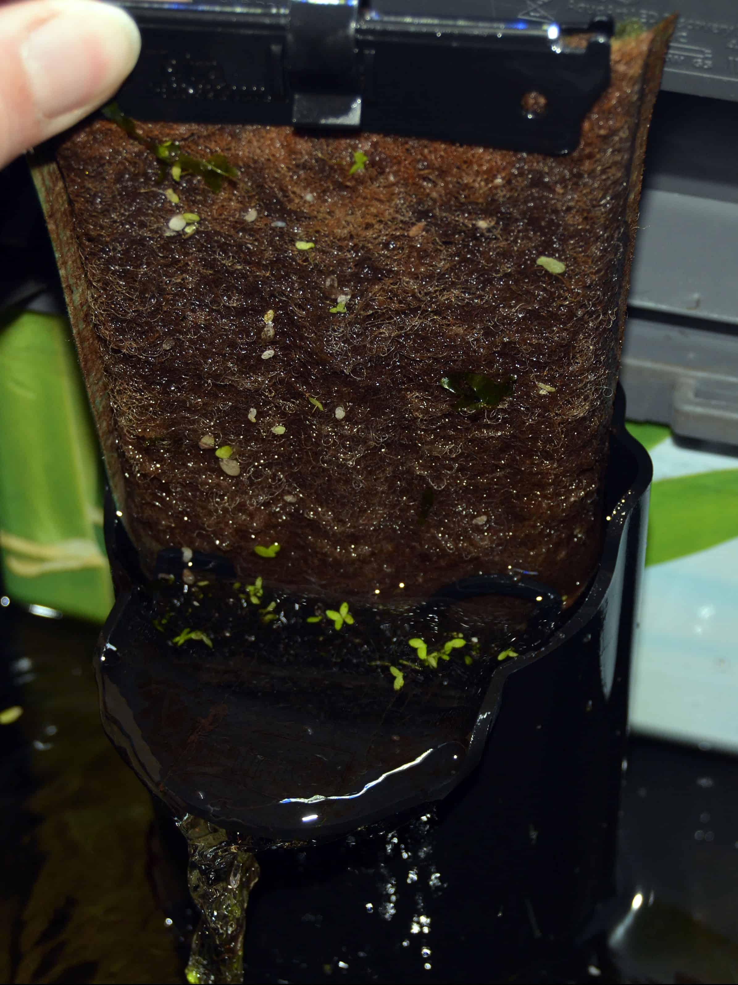 Das Garnelenaquarium Die Einrichtung myfish