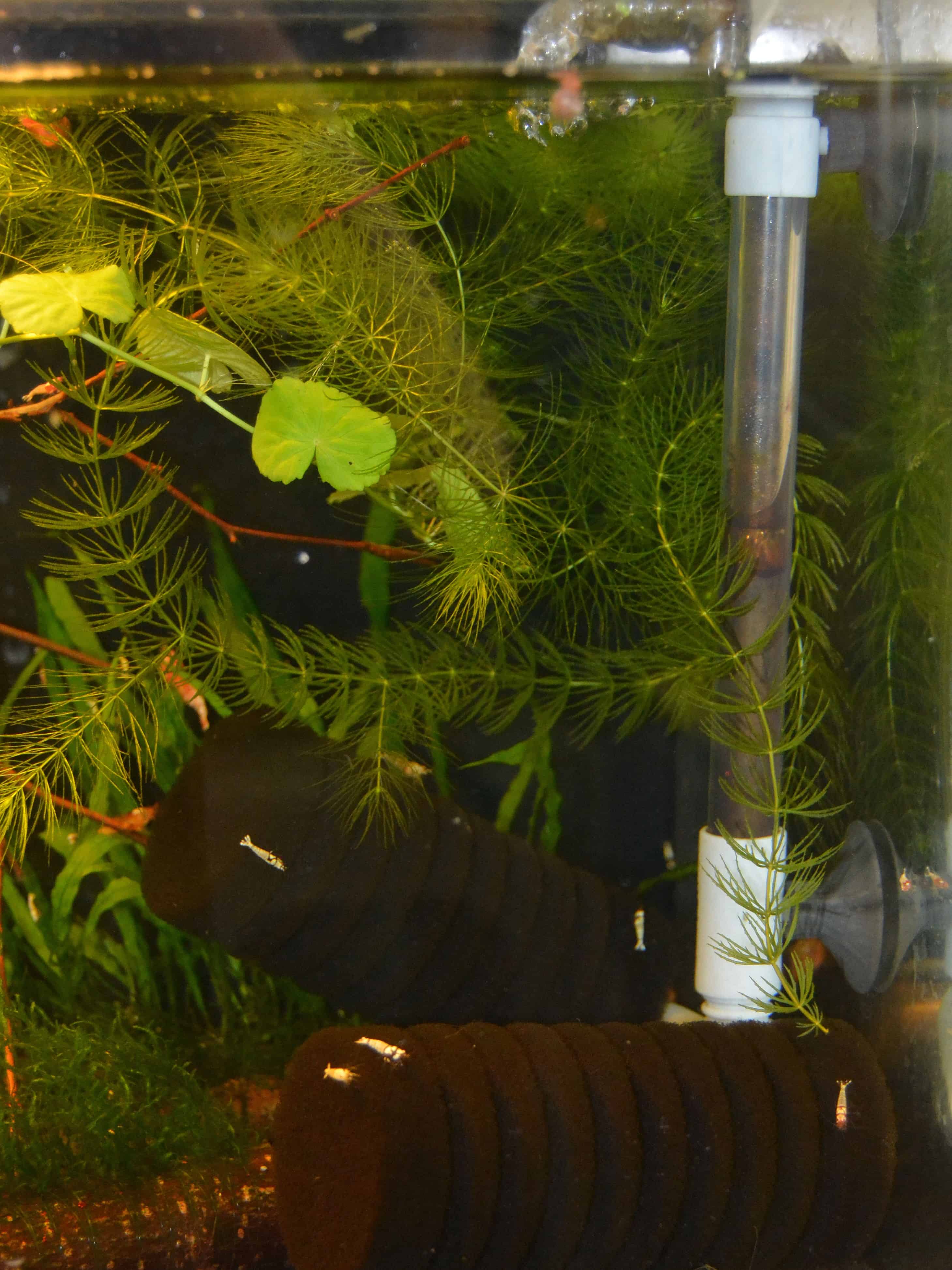 Das Garnelenaquarium Die Einrichtung myfish