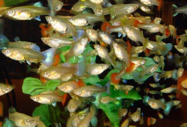 So bleiben Fische fit - bedarfsgerechte Fütterung im Aquarium