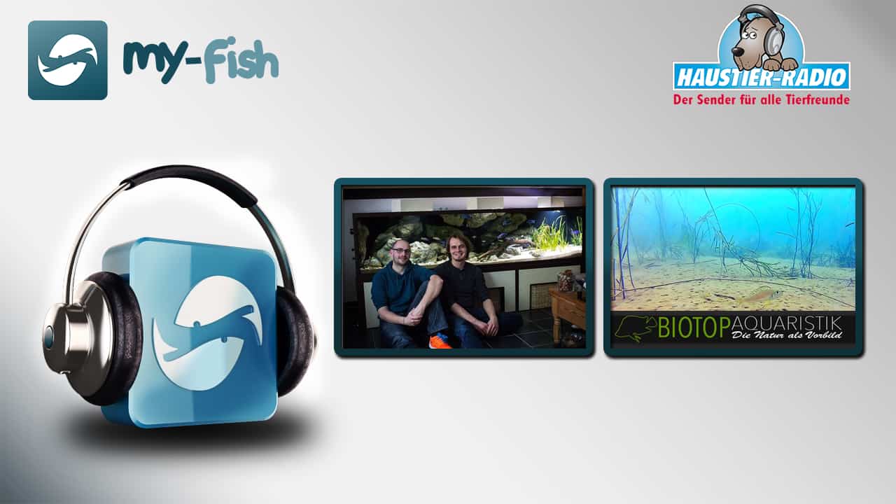 my-fish Radio: Biotopaquaristik.de – Die Natur als Vorbild (Julien Preuß & Sebastian Kuikstra)
