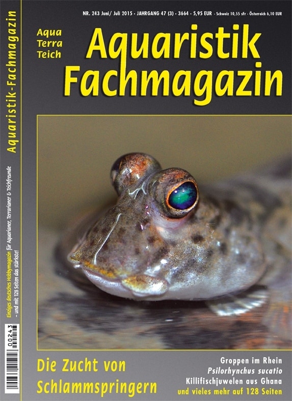 Titelthema: Zucht von Schlammspringern – Aquaristik-Fachmagazin – Ausgabe 243 (Juni/Juli 2015) ist erschienen