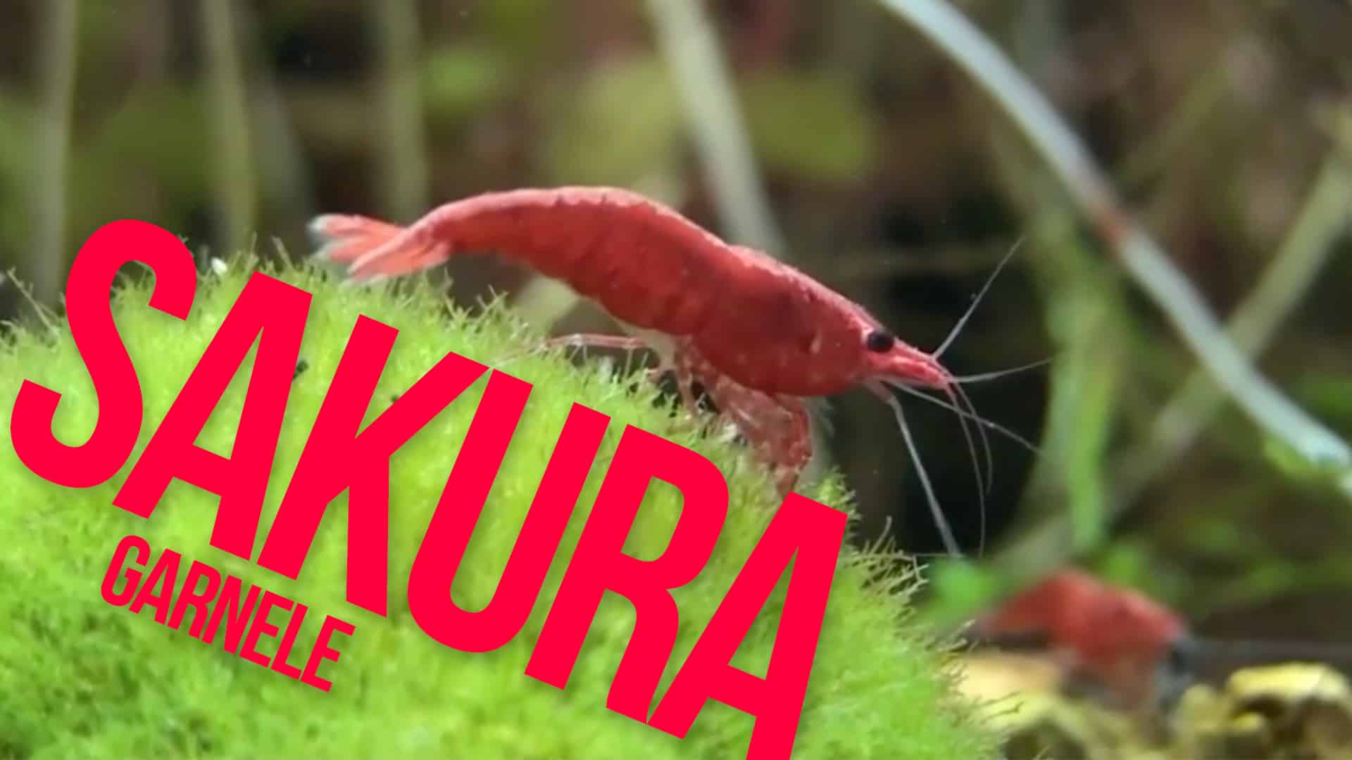 Red Fire Sakura Garnele - Video Portrait