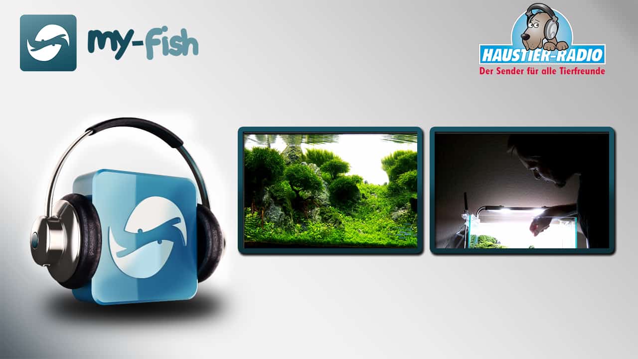 my-fish Radio: Faszination Aquascaping (Frederic Fuß)
