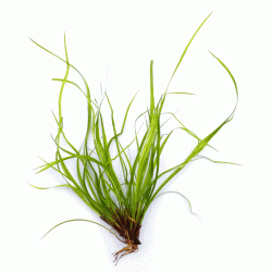 Juncus repens myfish Aus Freude an der Aquaristik