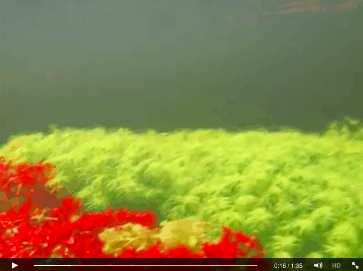 Pflanzenparadies Unterwasser - Biotop