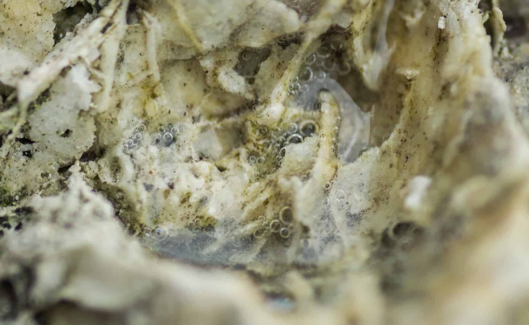 DSC 0844 Zerklüftetes, helles Gestein mit vielen kleinen Bläschen beim Test, ob ein Stein das Aquarienwasser aufhärtet.
