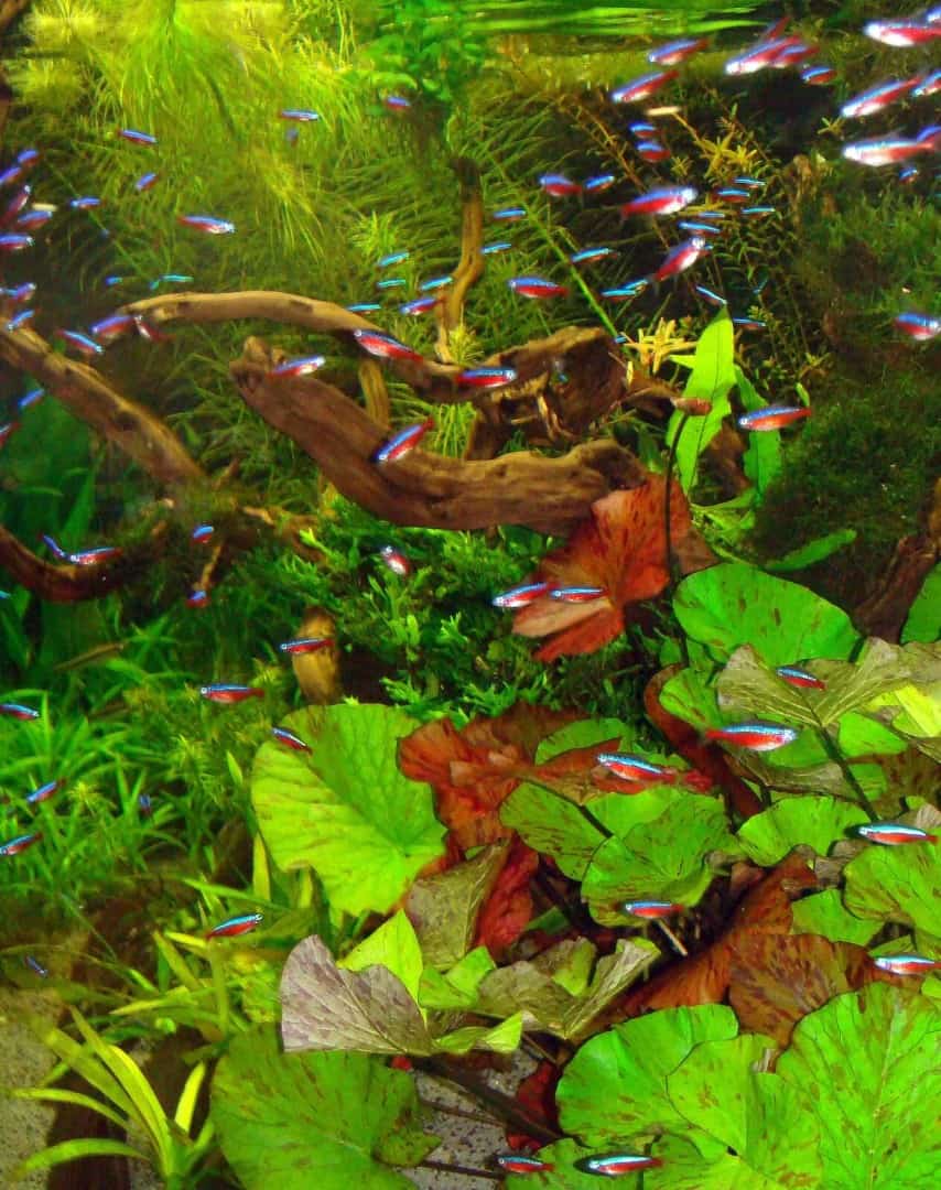 Kein Durchblick im Aquarium? Diese Putzer helfen bei Algenproblemen