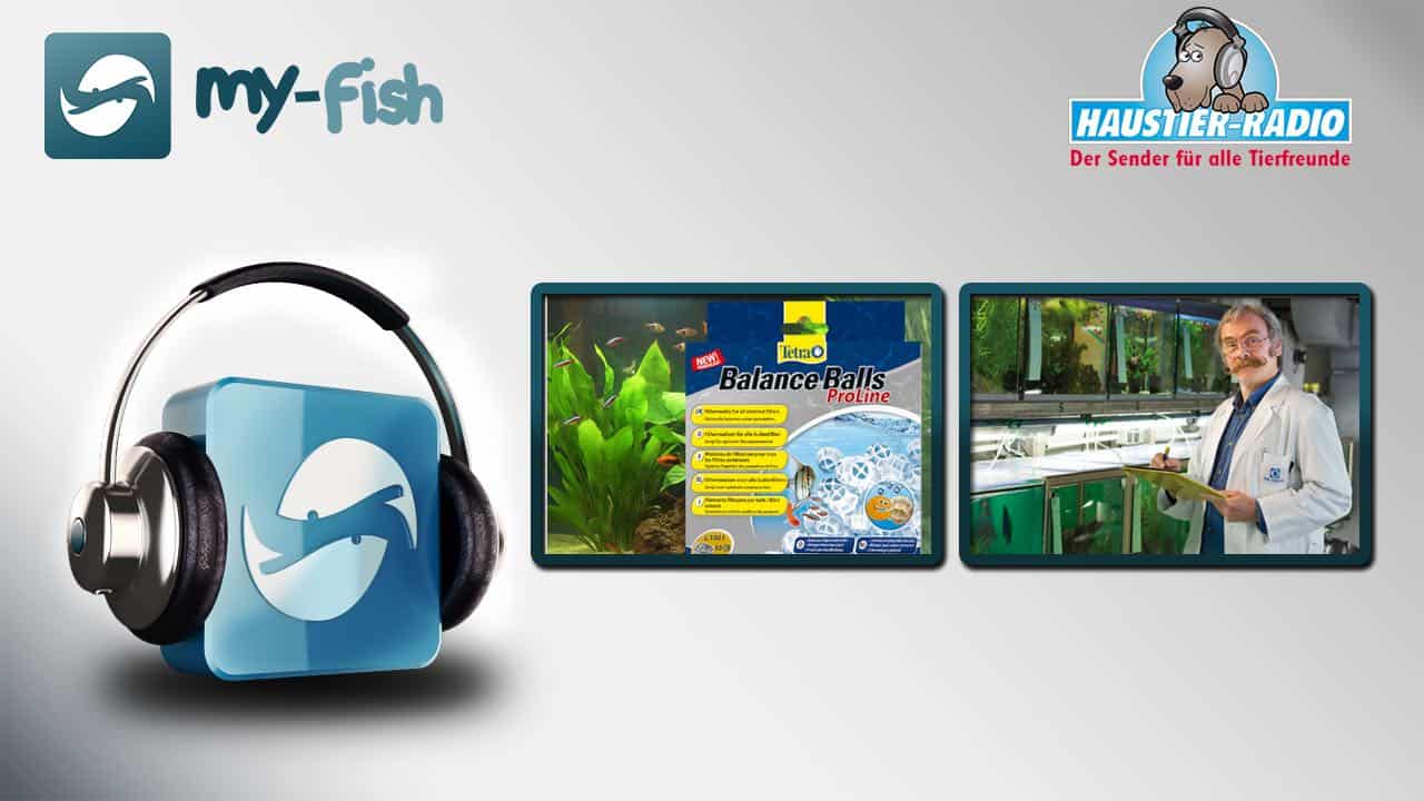 my-fish Radio: Wasserqualität im Süßwasseraquarium (Barron Benno ter Höfte)