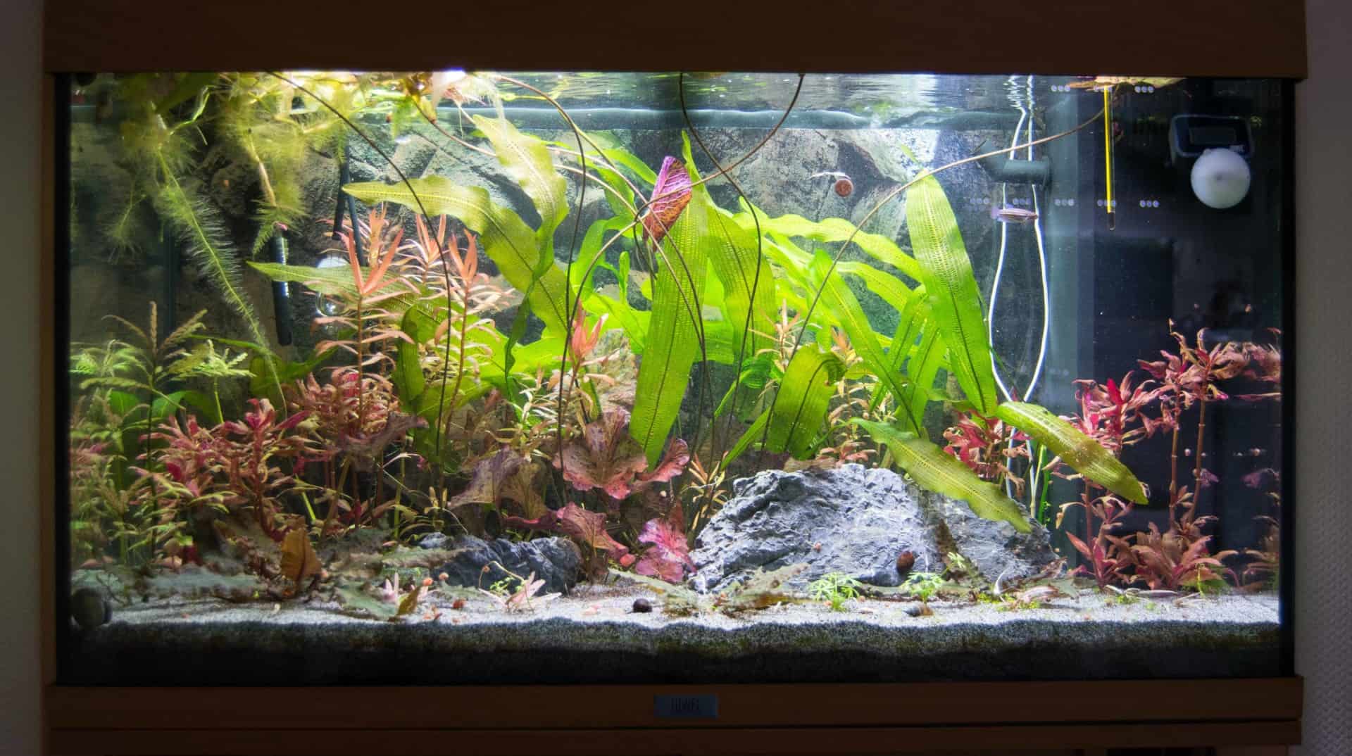 4 Bepflanztes Aquarium mit roten und grünen Pflanzen, dunklen Steinen und hellem Sand, natürlich gestaltet und dekoriert.