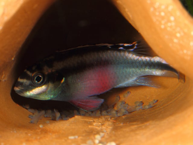 Pelvicachromis pulcher - Purpurprachtbuntbarsch 4