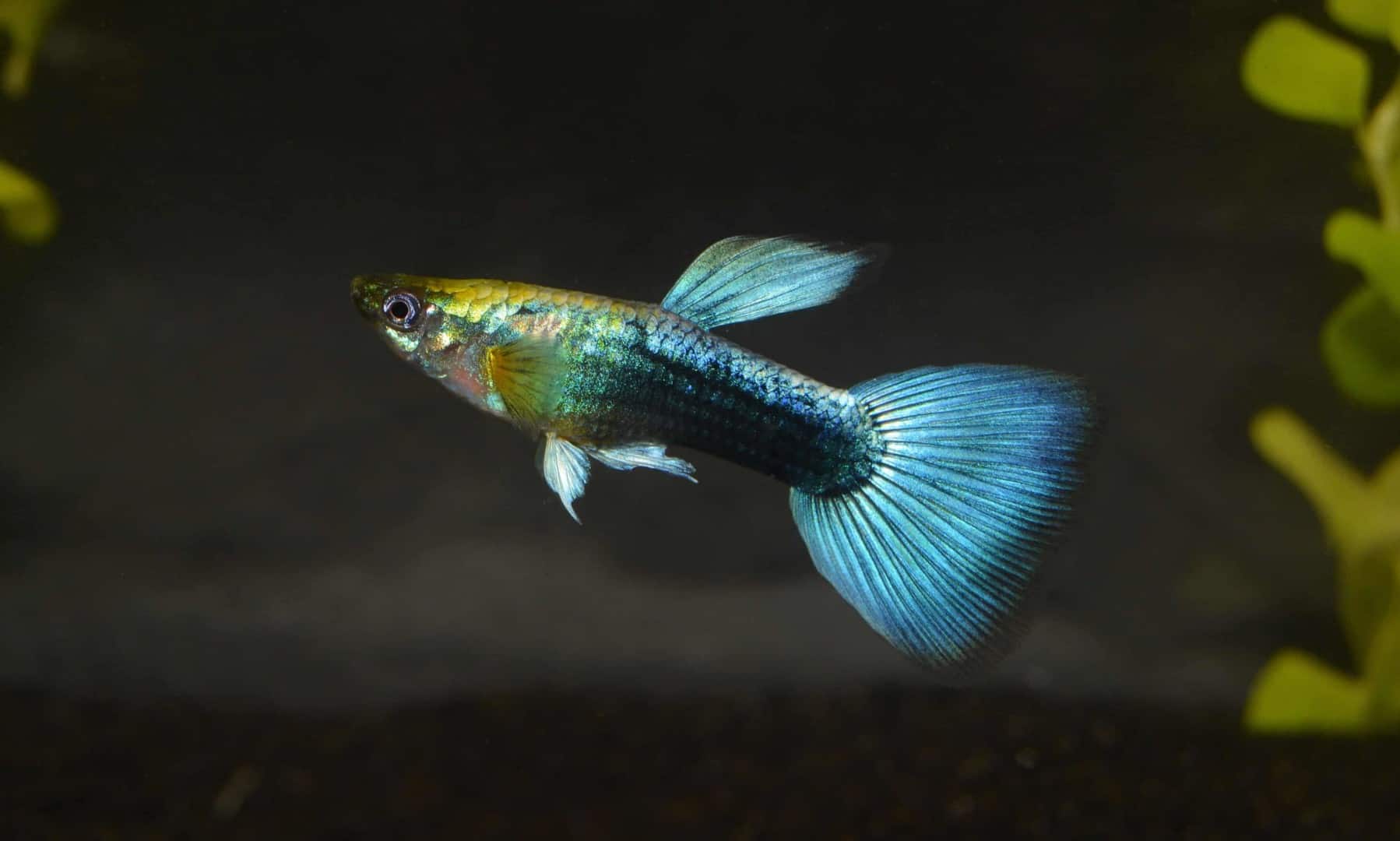 DSC 05802 e1443012700456 Guppymännchen mit blau schimmerndem Körper und großer blauer Schwanzflosse, ein beliebter Aquarienbewohner.