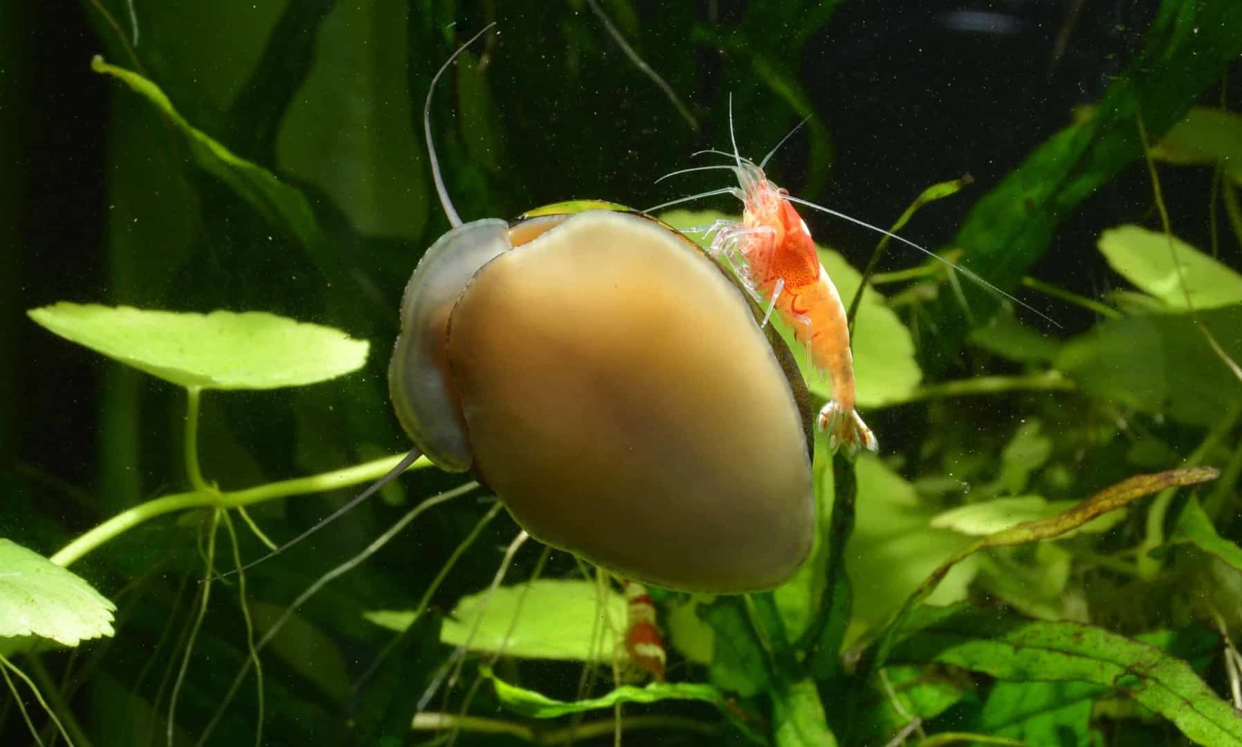 DSC 0907 e1443012723982 Große Apfelschnecke mit hellbraunem Gehäuse an einer Pflanze, darauf sitzt eine rote Garnele als Mitbewohnerin.