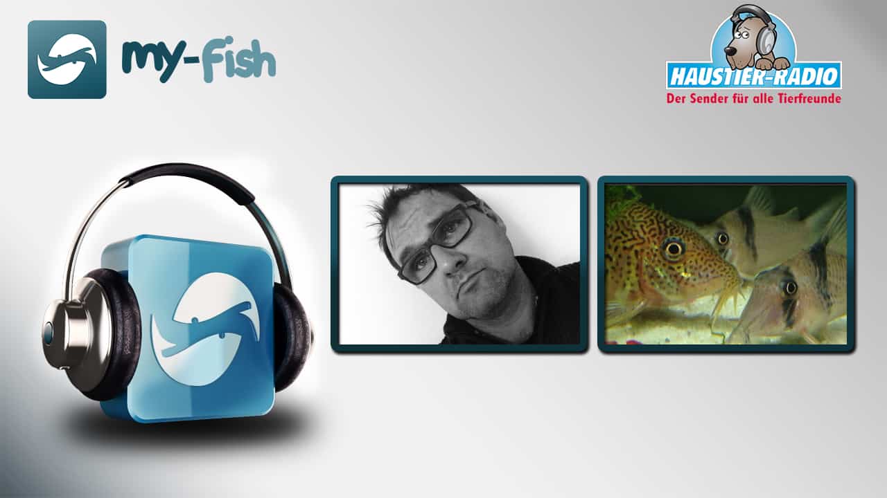 my-fish Radio: Alles rund um Panzerwelse (Ralf Buck)