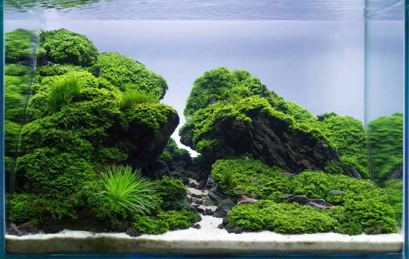 EAPLC Ergebnisse – Die besten Aquascaper Europas 2015!
