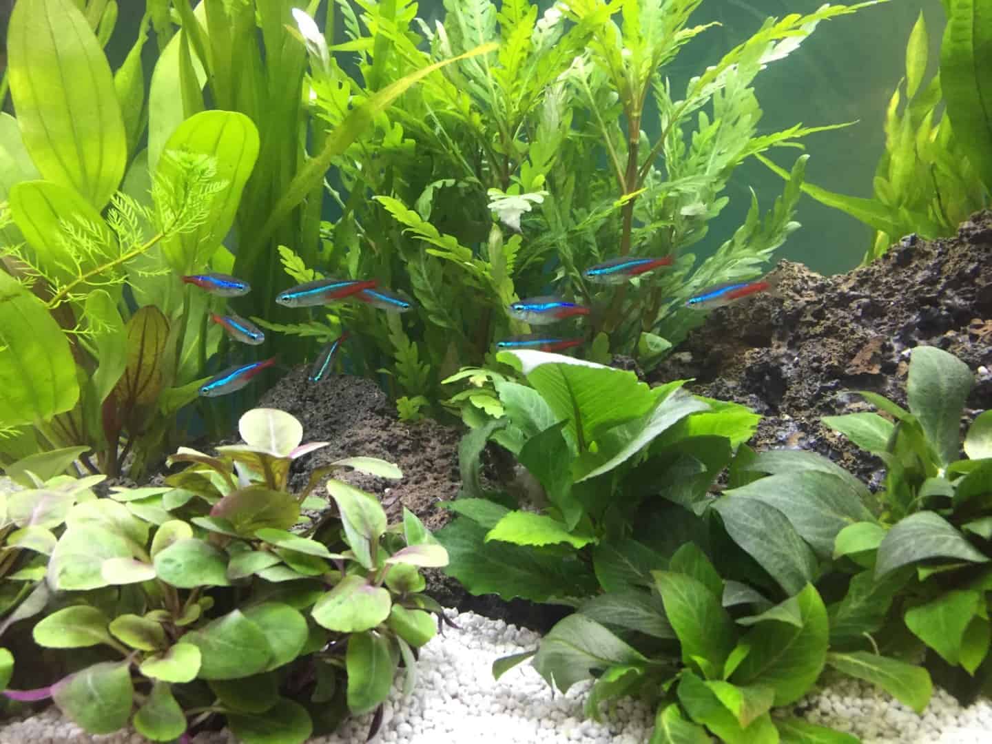 „Meine Fische sind immer hungrig!“ – Zierfische richtig füttern