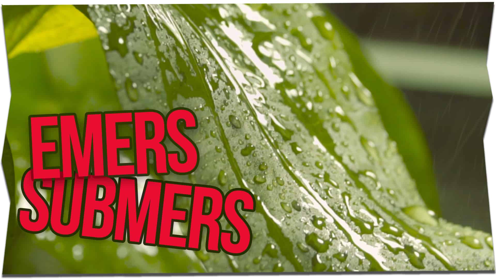 Wasserpflanzen: Was ist submers & emers  (Video)