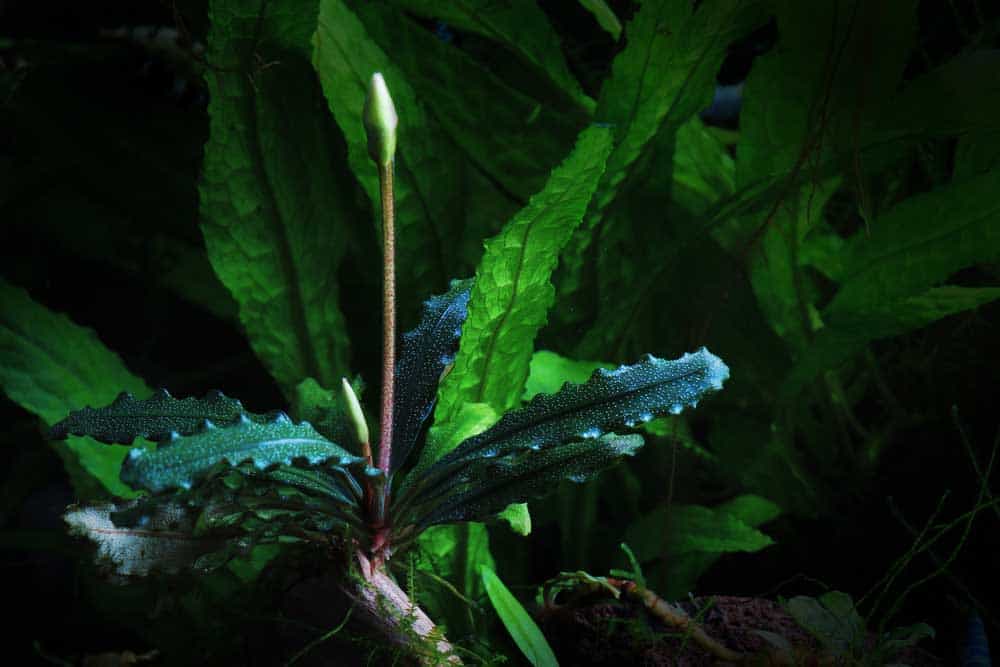 Bucephalandra – Haltung, Vermehrung und der Sammelwahn