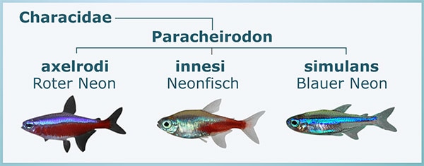 Gattung Paracheirodon
