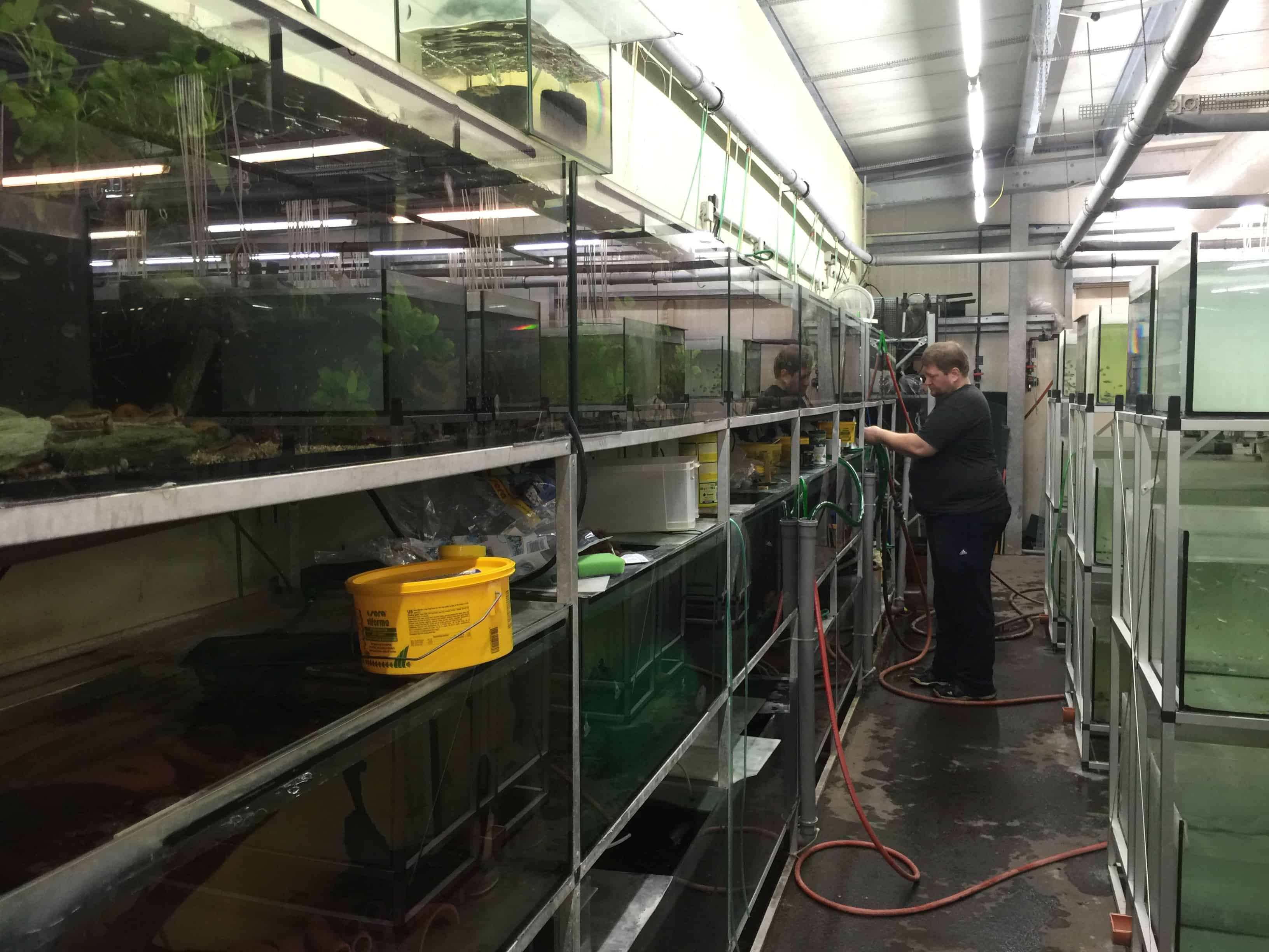 Wie sieht es in einem Zierfischgroßhandel aus - my-fish zu Besuch bei aqua-global