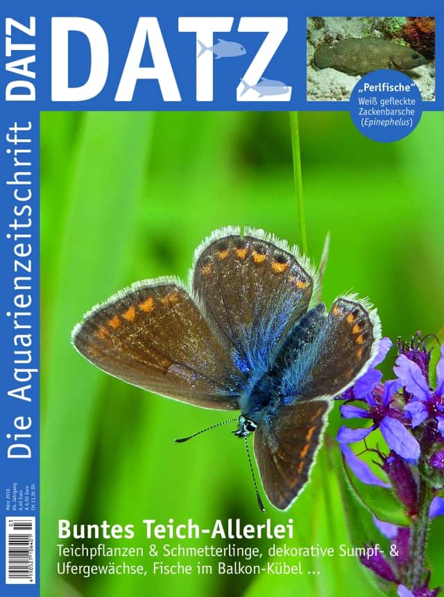 DATZ 3/2016 ab 19. Februar im Abo und unter www.datz.de