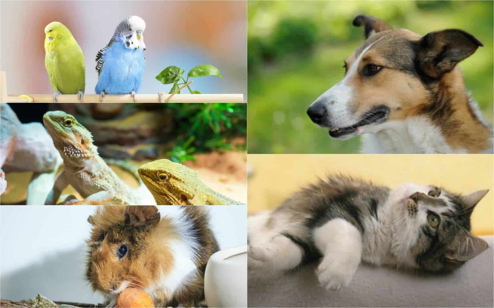 Für welche Tiere interessierst du dich neben deinen Aquarienbewohnern?