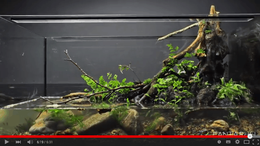 Einrichtung eines Biotop Paludariums mit Alexander Krohn (VIDEO)
