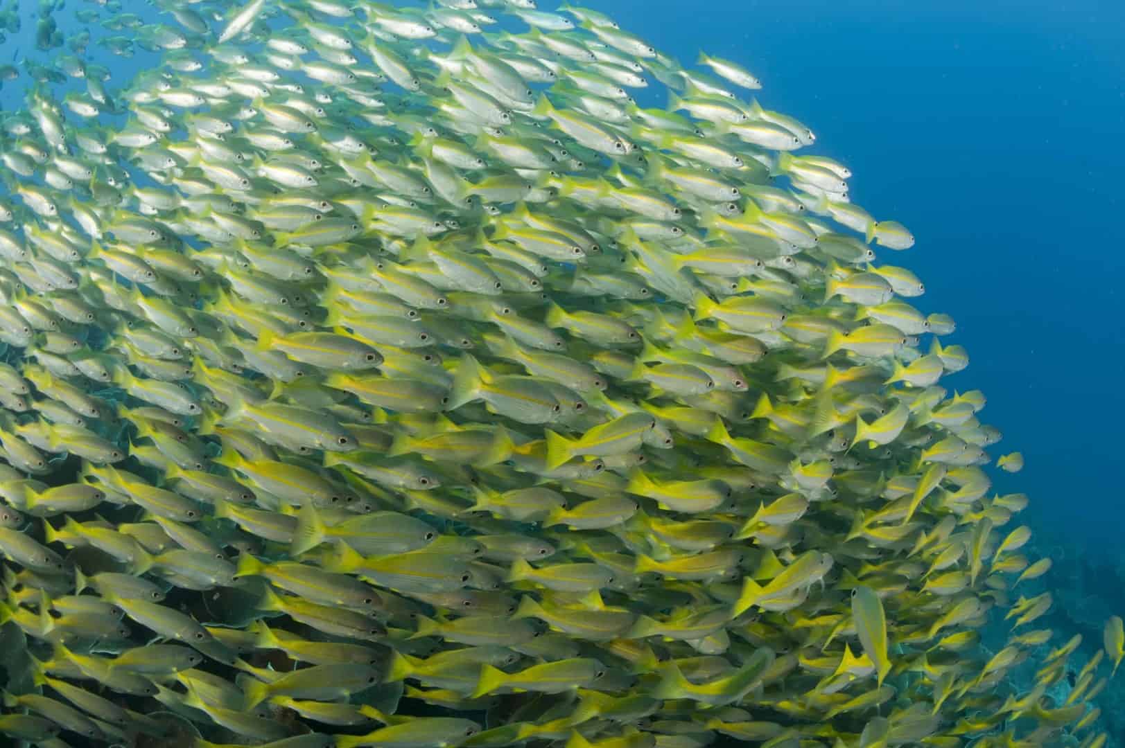 Schon gewusst? Söll unterstützt eine der weltweit bedeutendsten Naturschutzorganisationen!