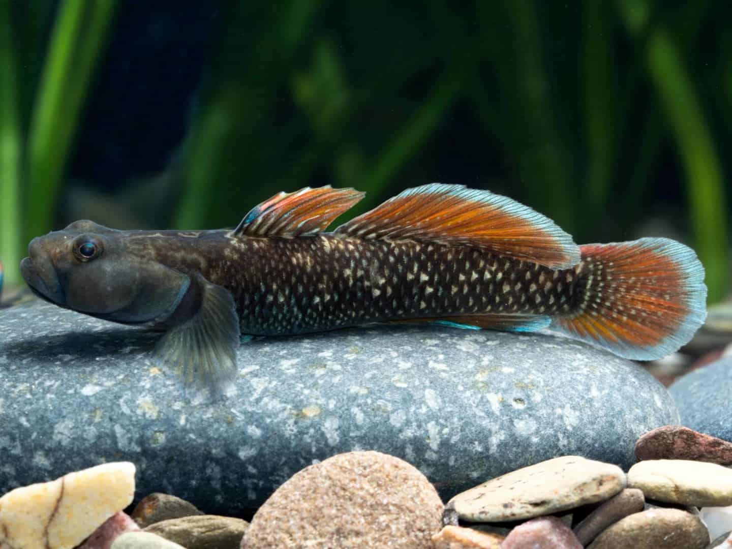 R myfish Aus Freude an der Aquaristik