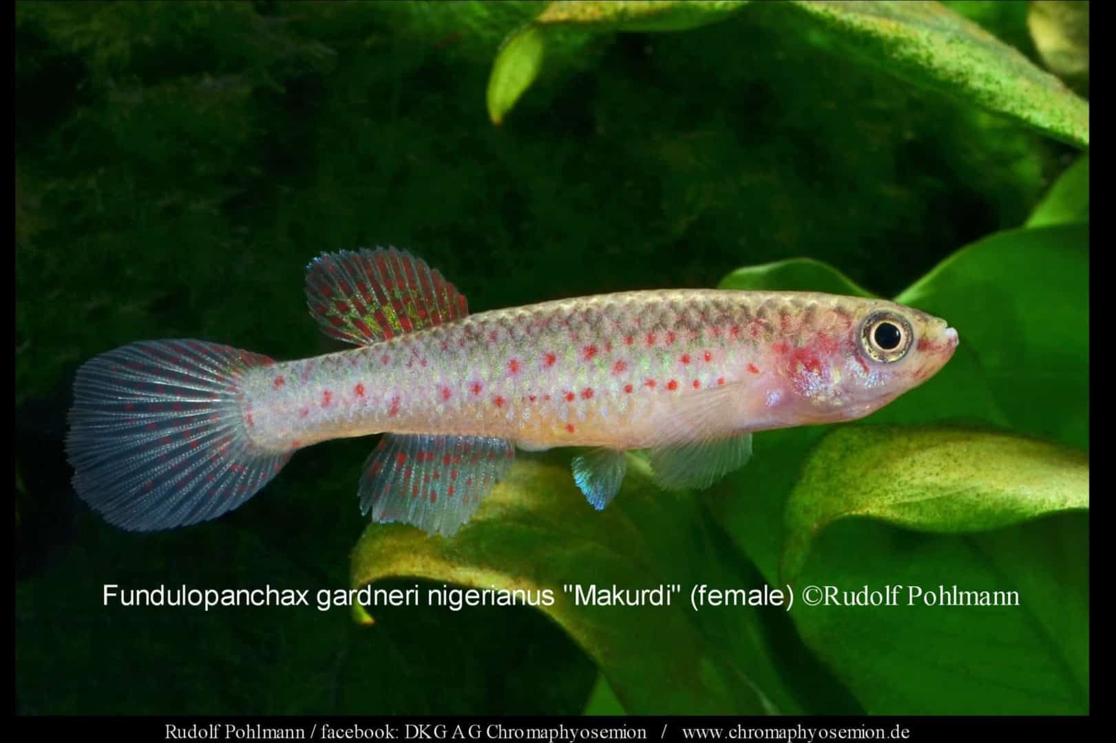 Fundulopanchax gardneri nigerianus