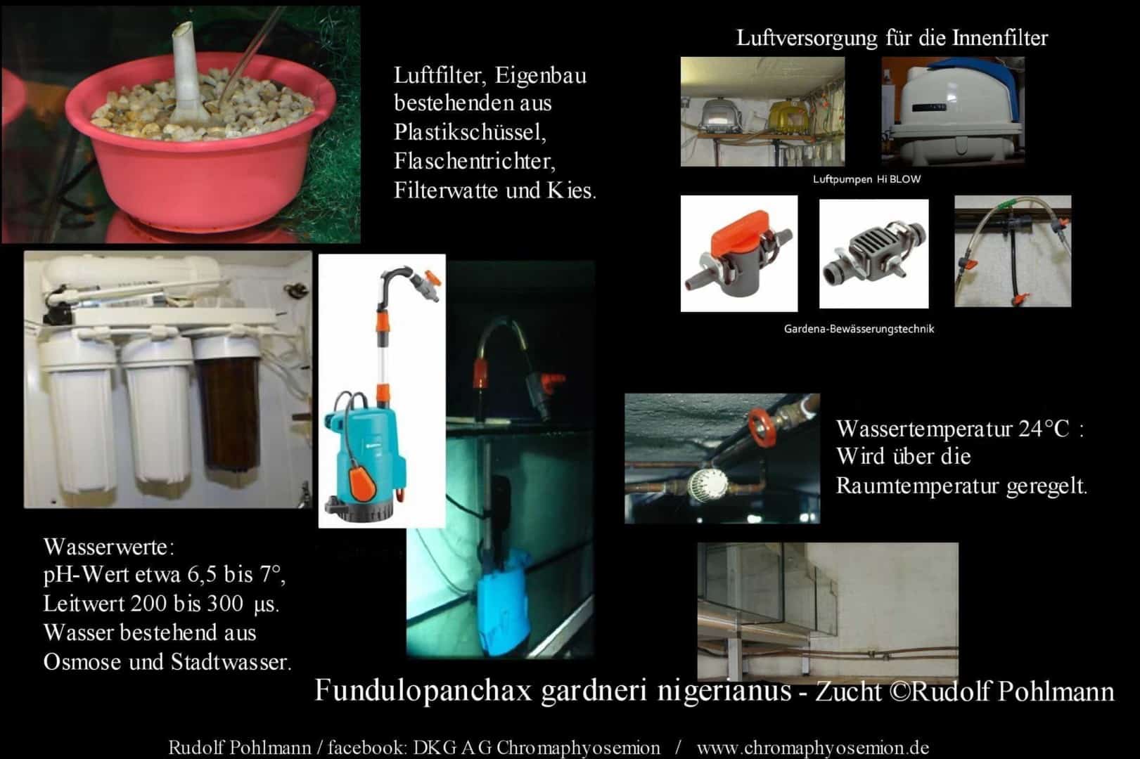 Fundulopanchax gardneri nigerianus