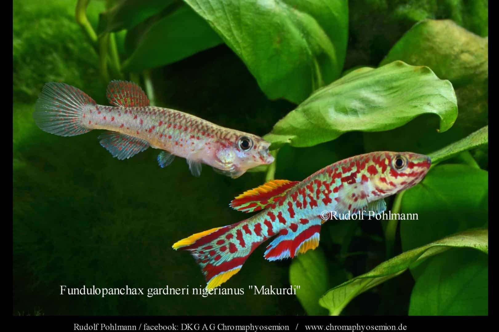Fundulopanchax gardneri nigerianus