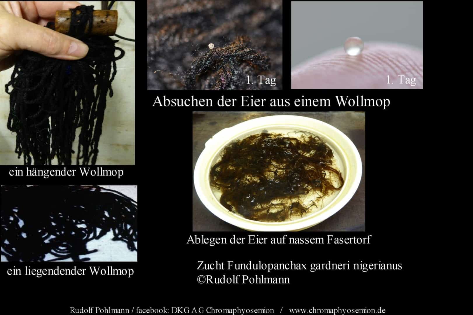 Fundulopanchax gardneri nigerianus