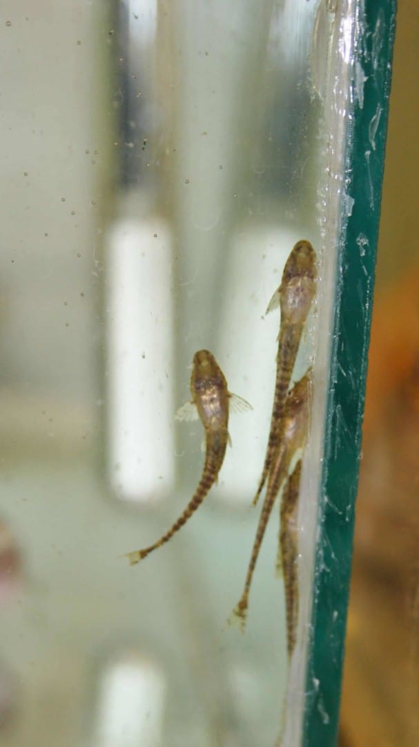 Hemiloricaria parva