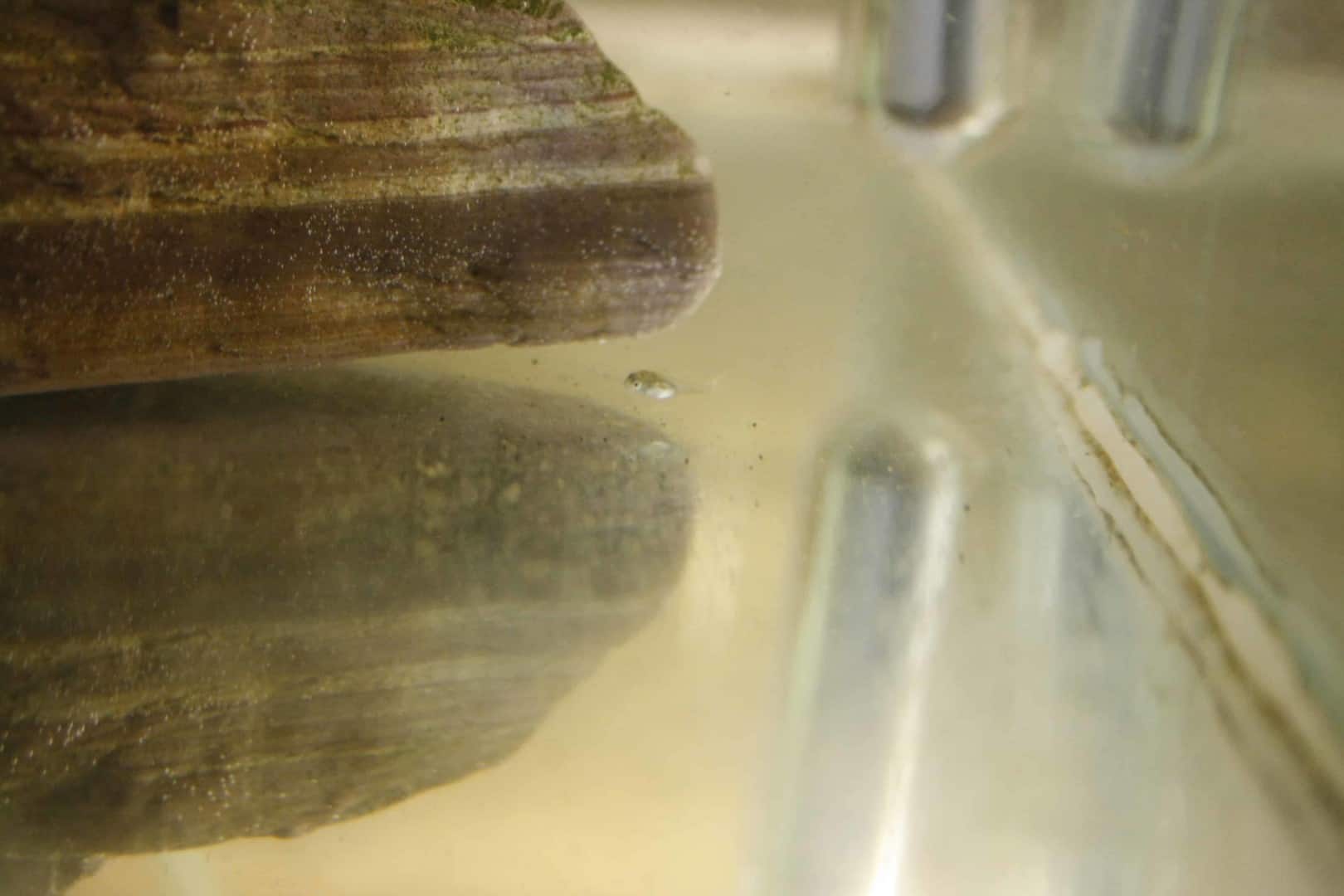 Hemiloricaria parva