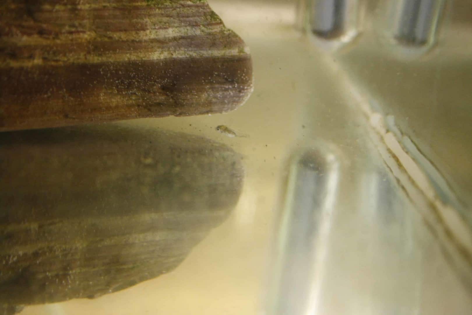 Hemiloricaria parva