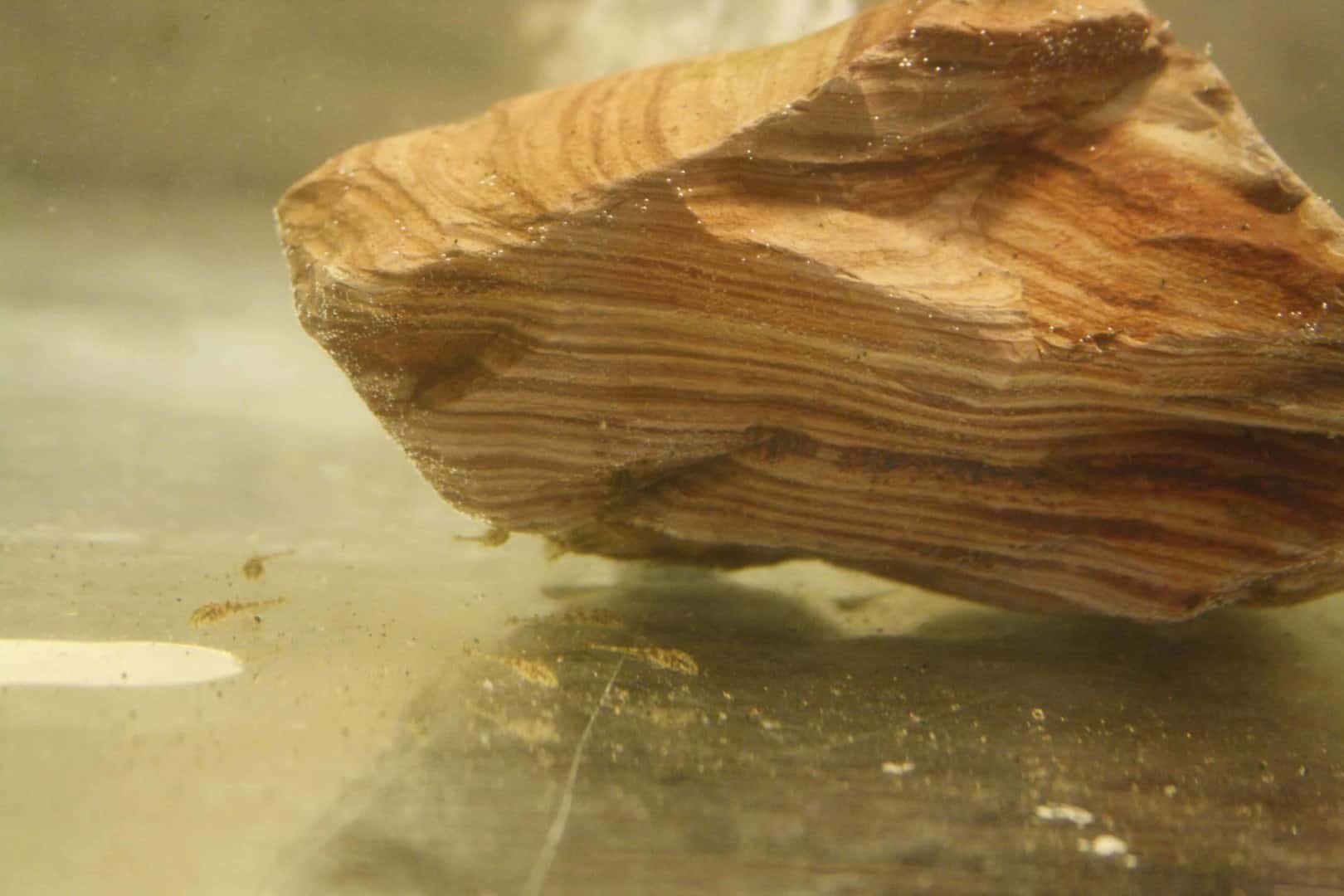 Hemiloricaria parva