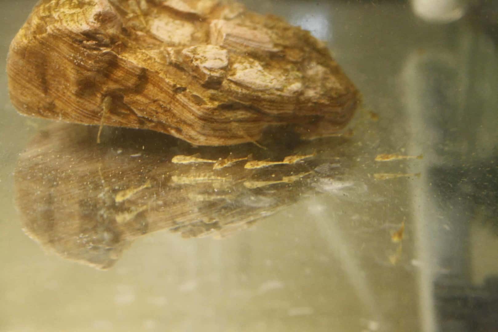 Hemiloricaria parva