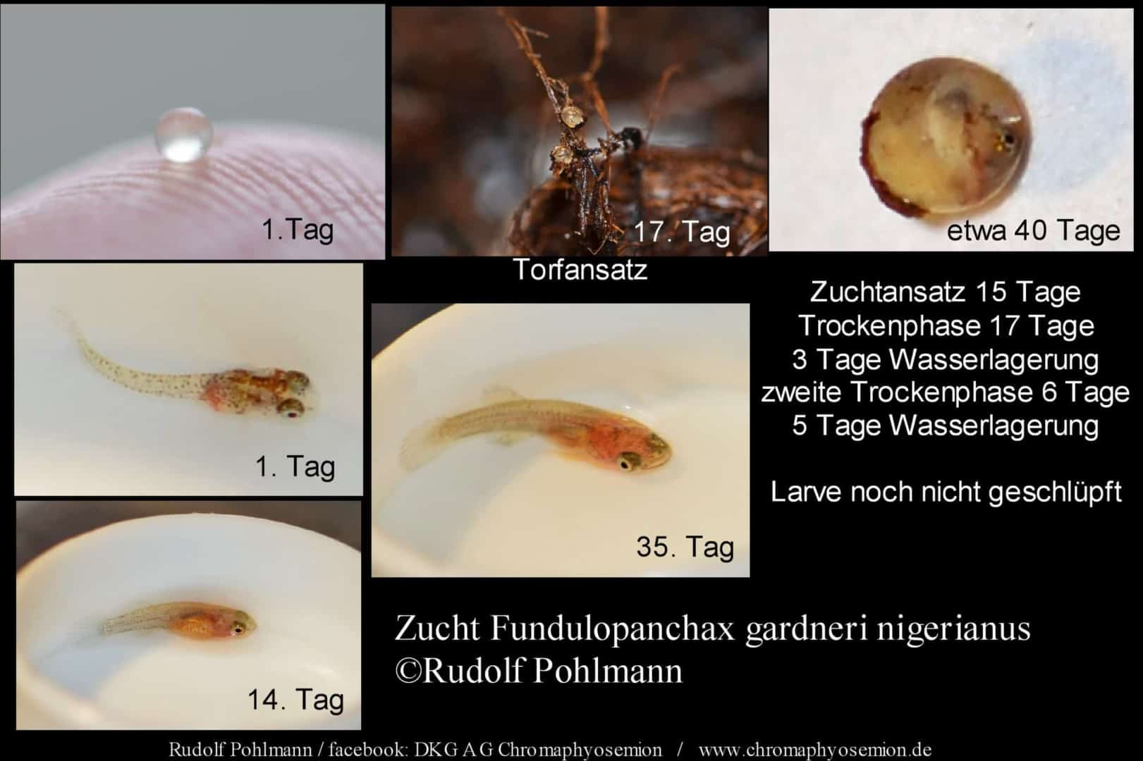 Fundulopanchax gardneri nigerianus