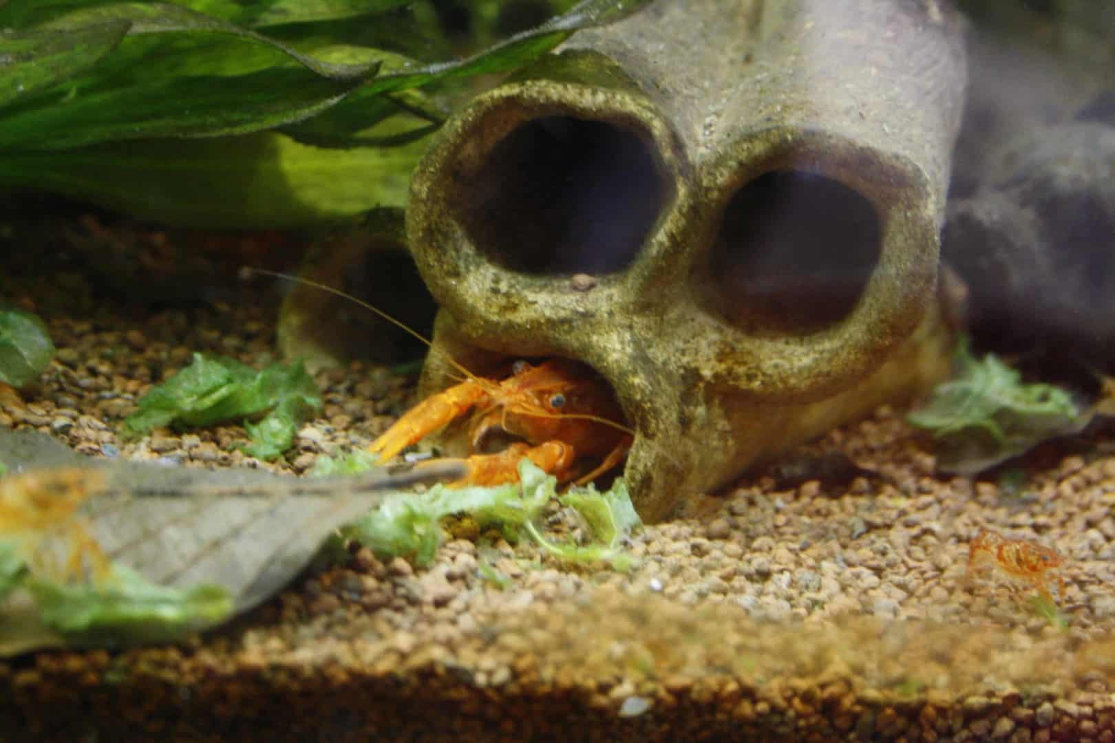 Cambarellus patzcuarensis sp.orange