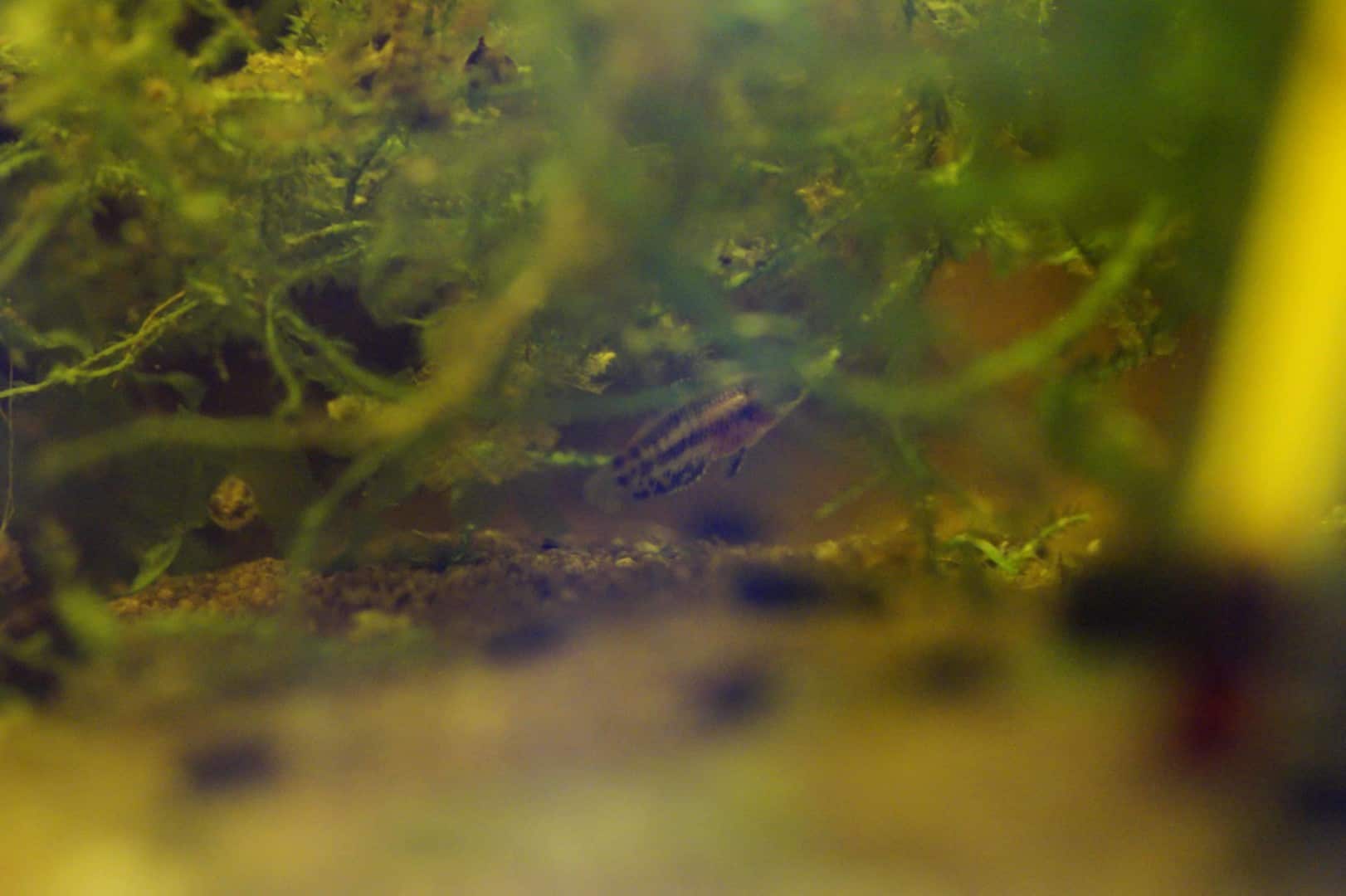Parosphromenus phoenicurus