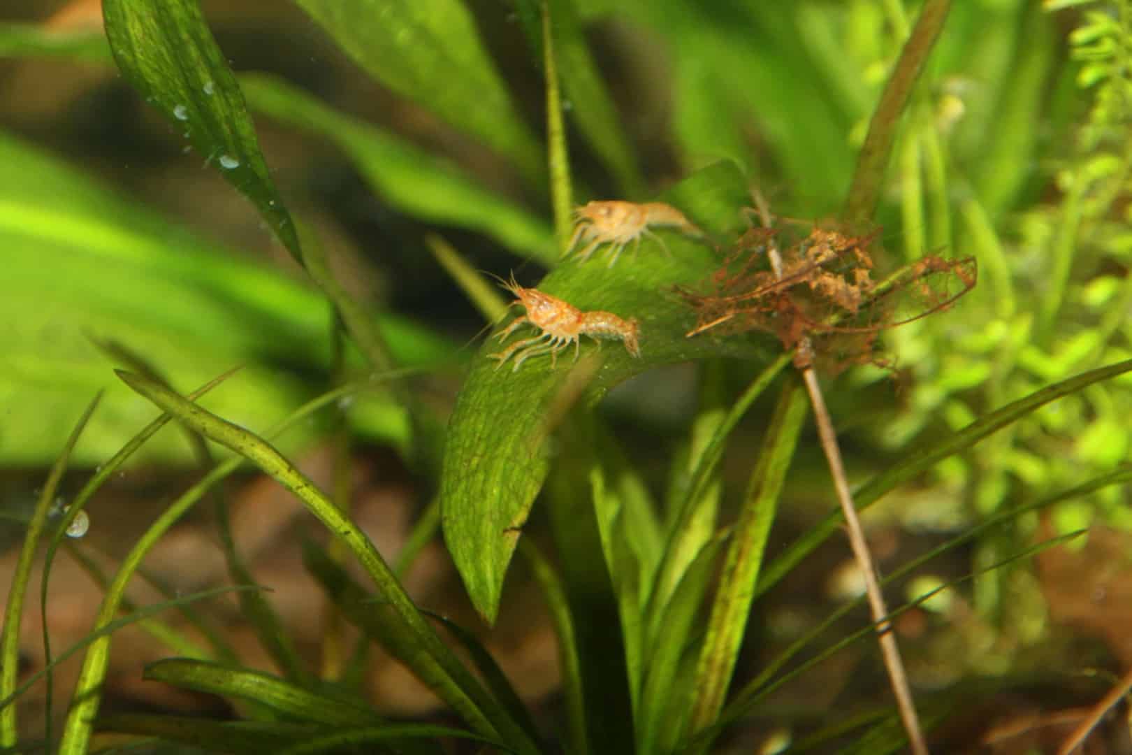 Cambarellus patzcuarensis sp.orange