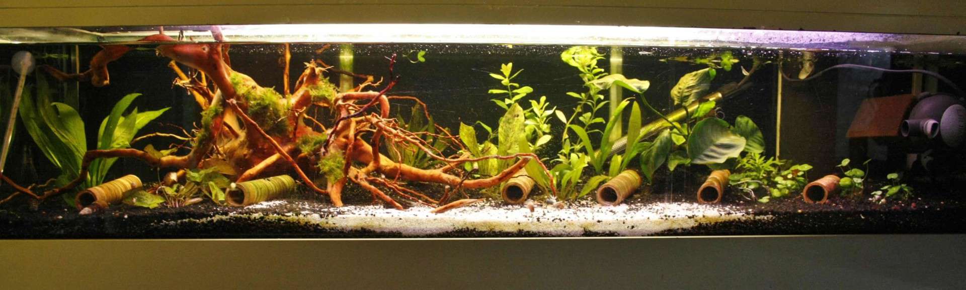 Hemiloricaria parva